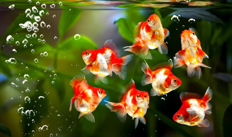 Goldfish In a tank