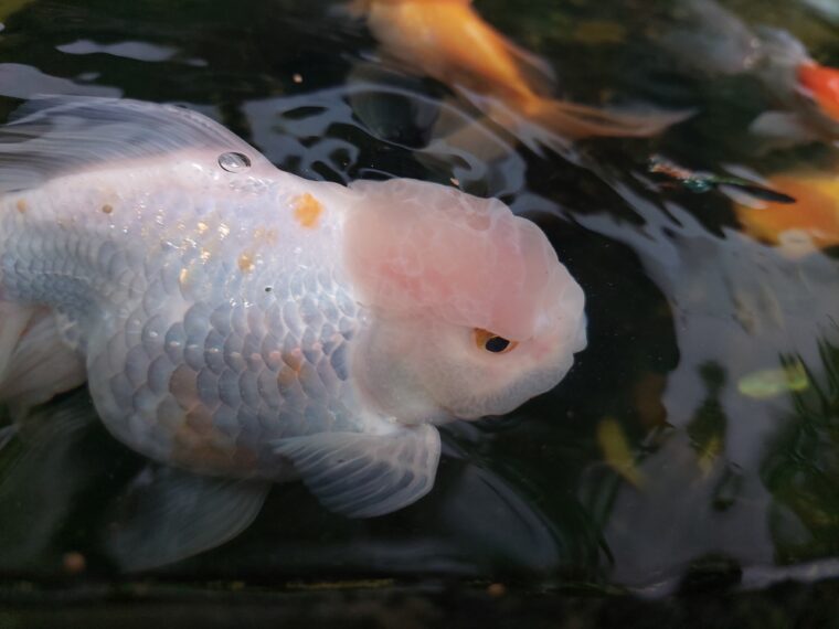 White Ranchu Goldfish