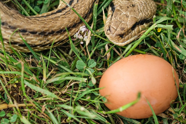snake and egg
