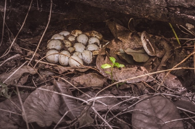 snake nest_Aree_Shutterstock