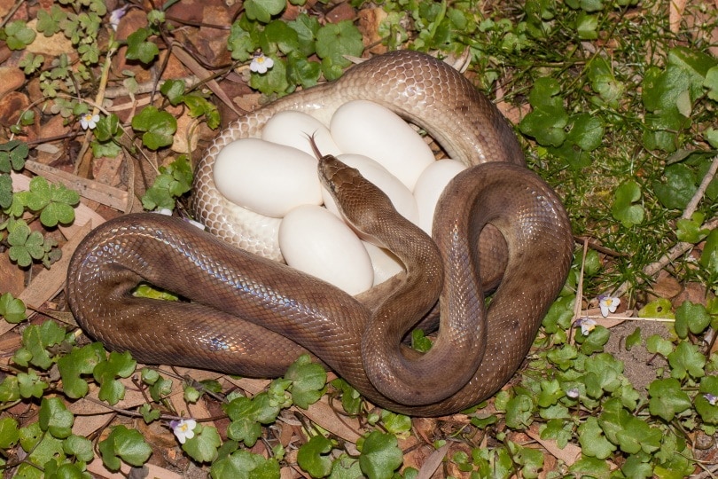 snake with egg_Ken Griffiths_Shutterstock