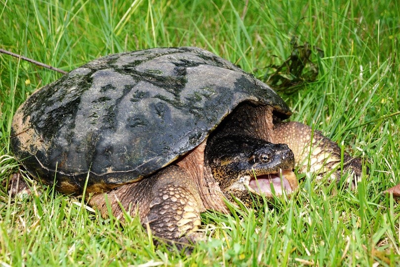 щелкающая черепаха на траве