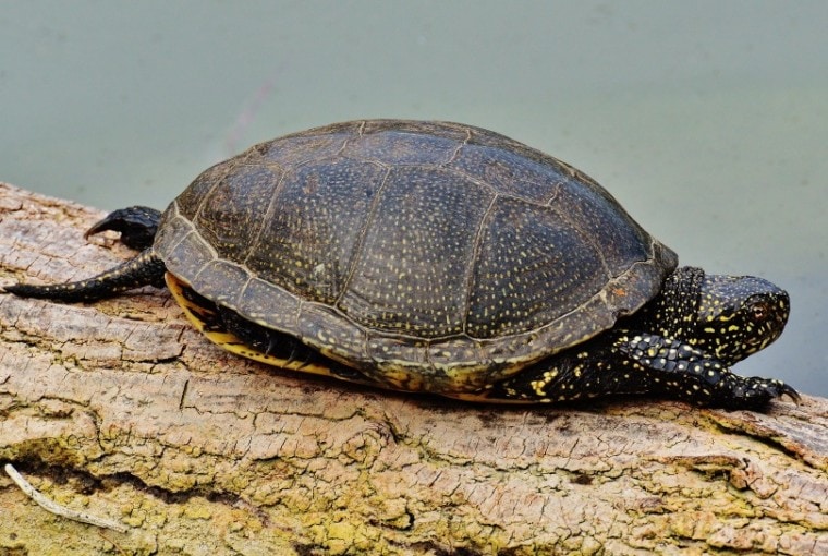 spotted turtle_Piqsels