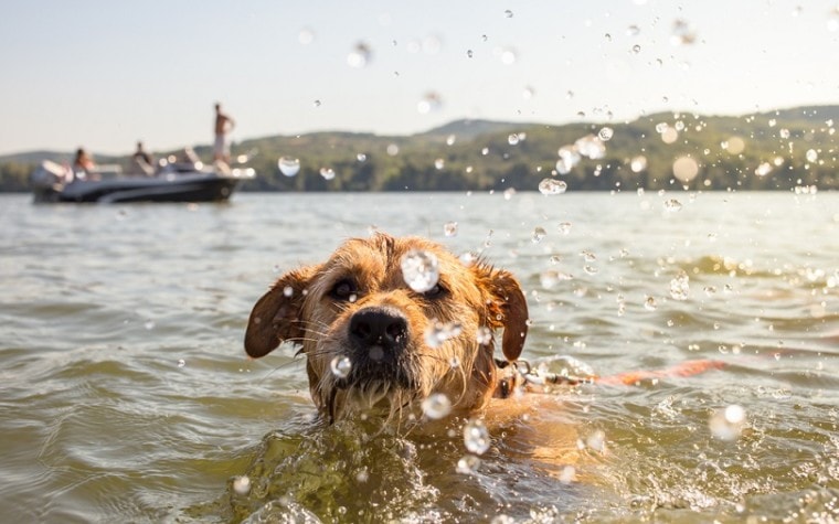 swimming-dog_Lunja_shutterstock