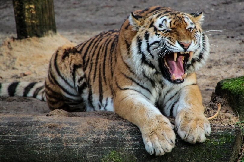 tiger with mouth wide open