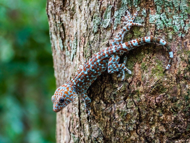 tokay gecko on a tree