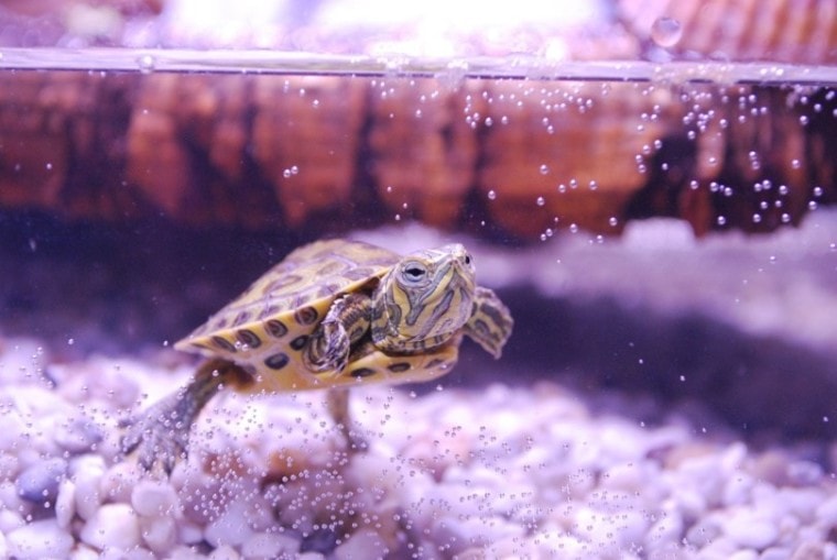 turtle aquarium