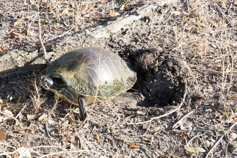 черепаха копает яму, чтобы отложить яйца