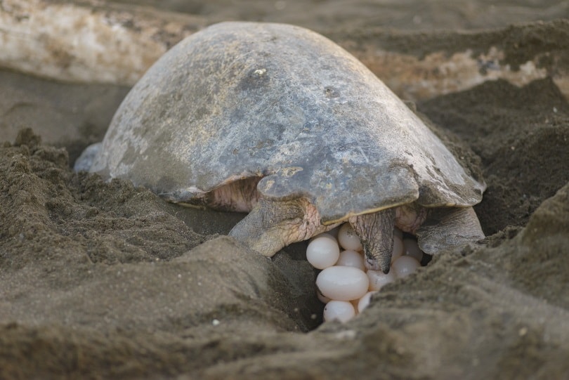 turtle eggs_Jarib_Shutterstock