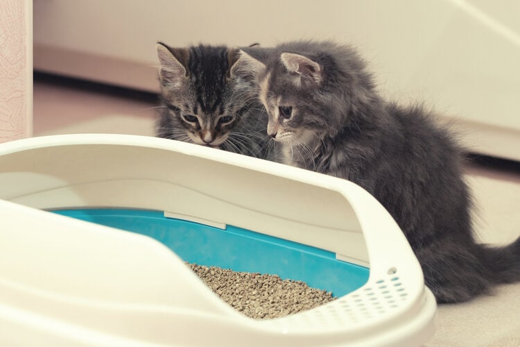 two kittens cats litter box
