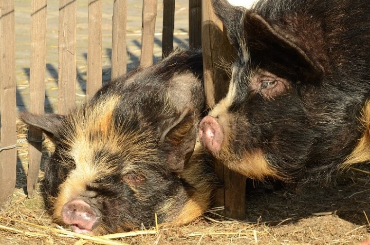 two potbellied pigs