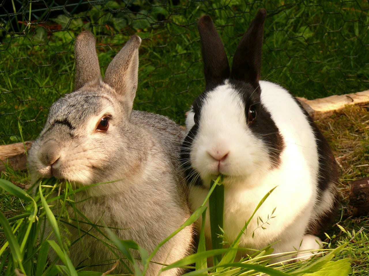 Are Rabbits Omnivores? What You Need to Know | Pet Keen