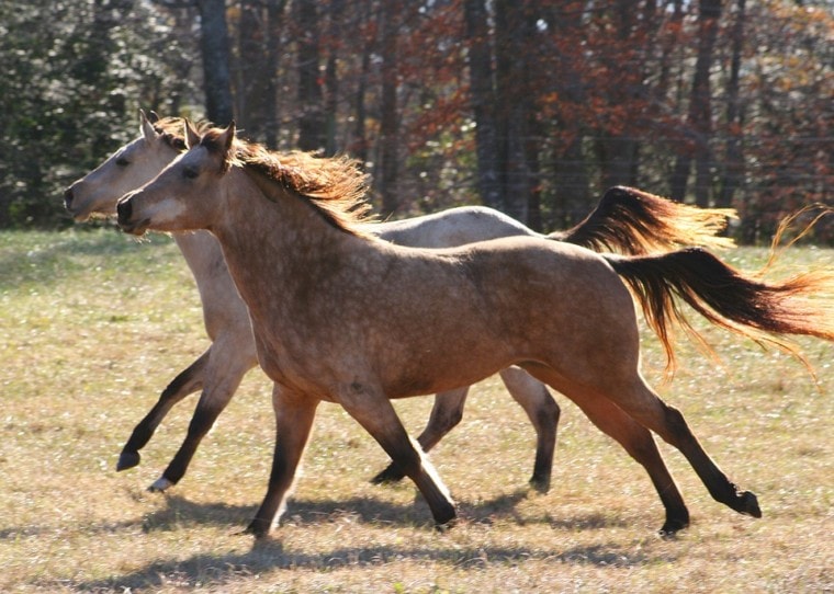 two wild horses