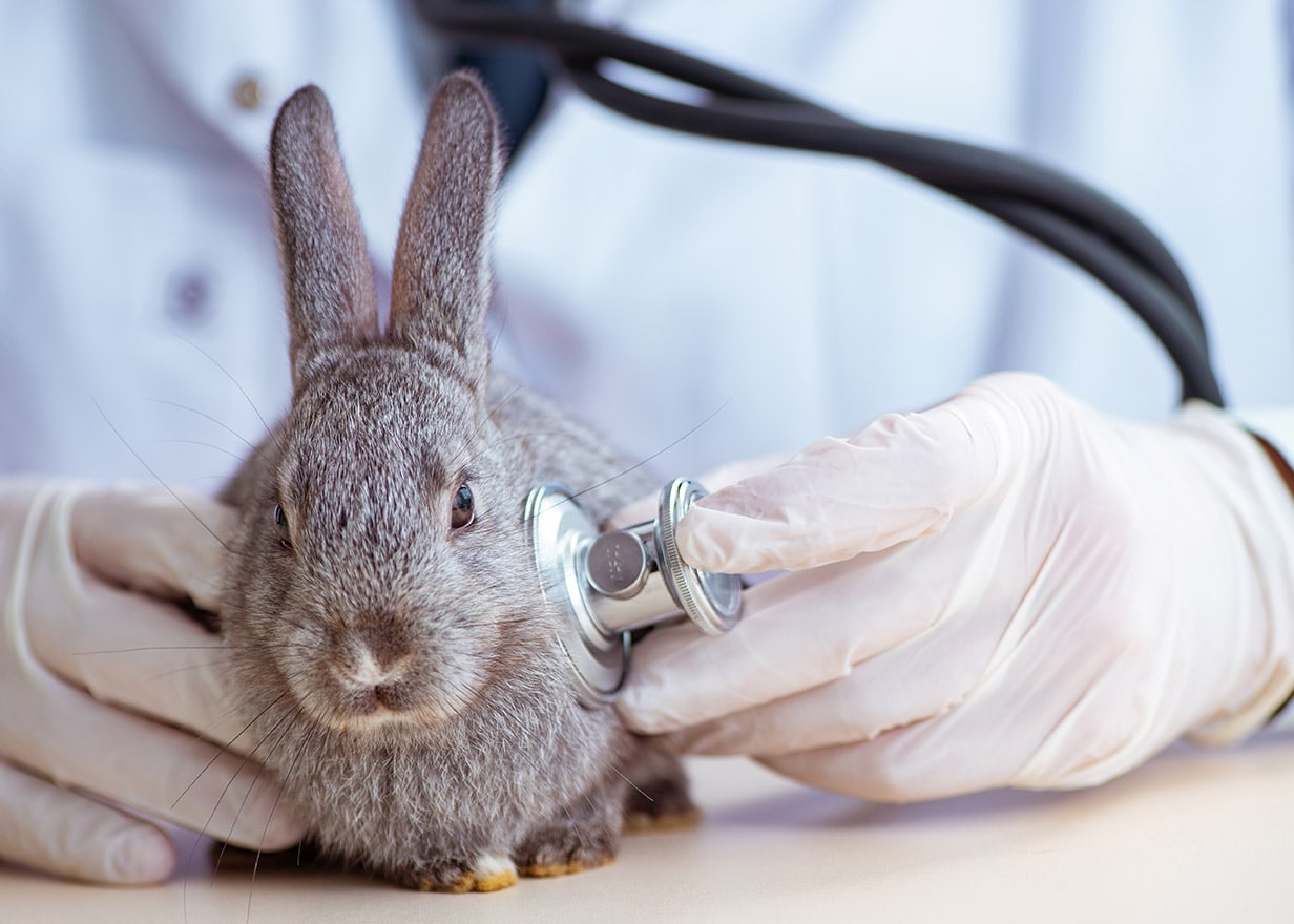 vet checking rabbit