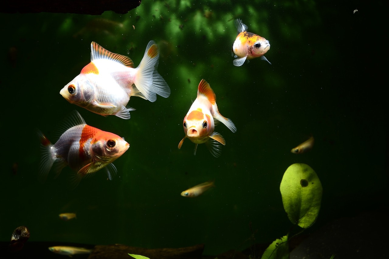 white goldfish