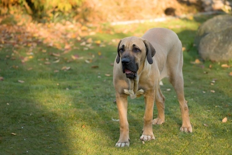 Fila Brasileiro: Complete Guide, Info, Pictures, Care & More!| Pet Keen