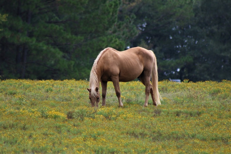 A buckskin horse eating grass