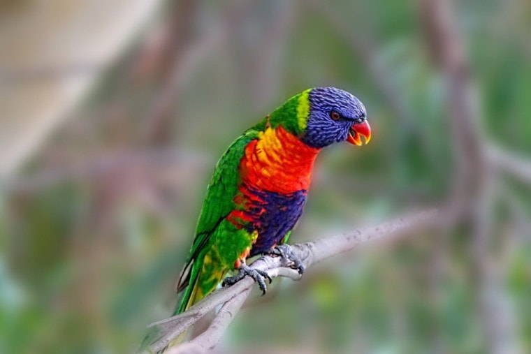 A colorful parrot on a tree branch