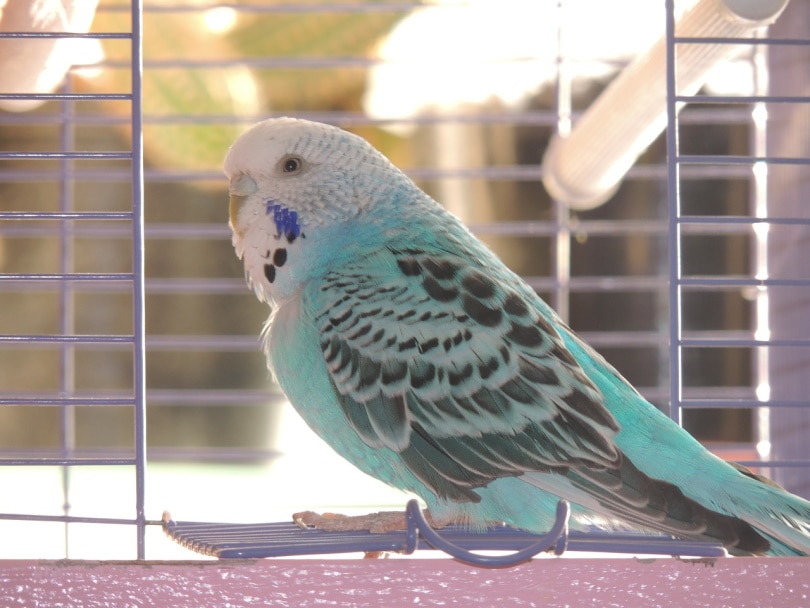 A green-feathered lovebird perched on a cage