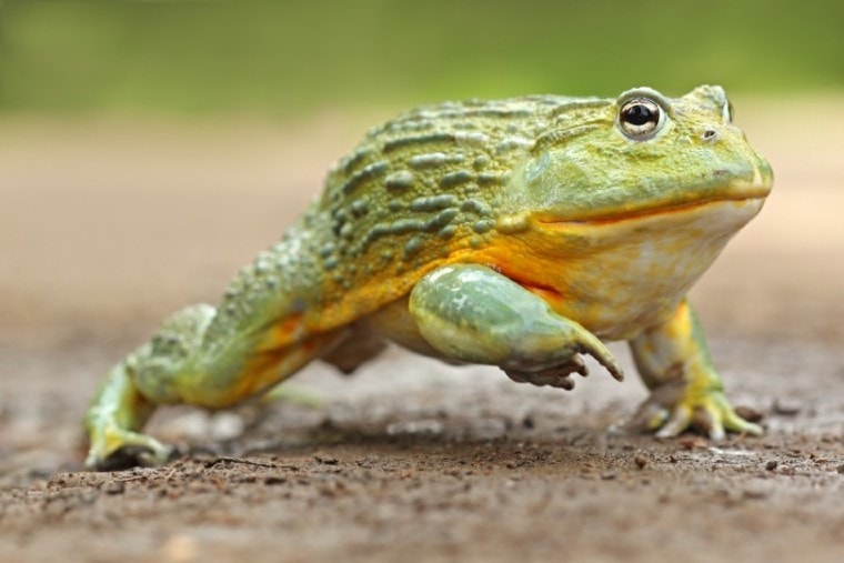 African Bullfrog on the ground