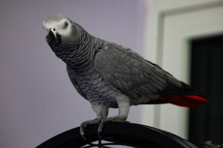 African Grey Parrot price
