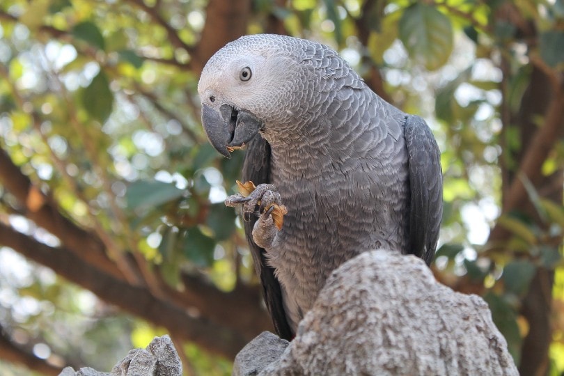 African Grey Parrot holding a leaf