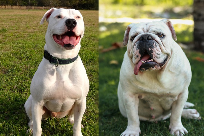 EngAm Bulldog Dog Breed: Pictures, Guide, Info, & Care Guide! | Pet Keen