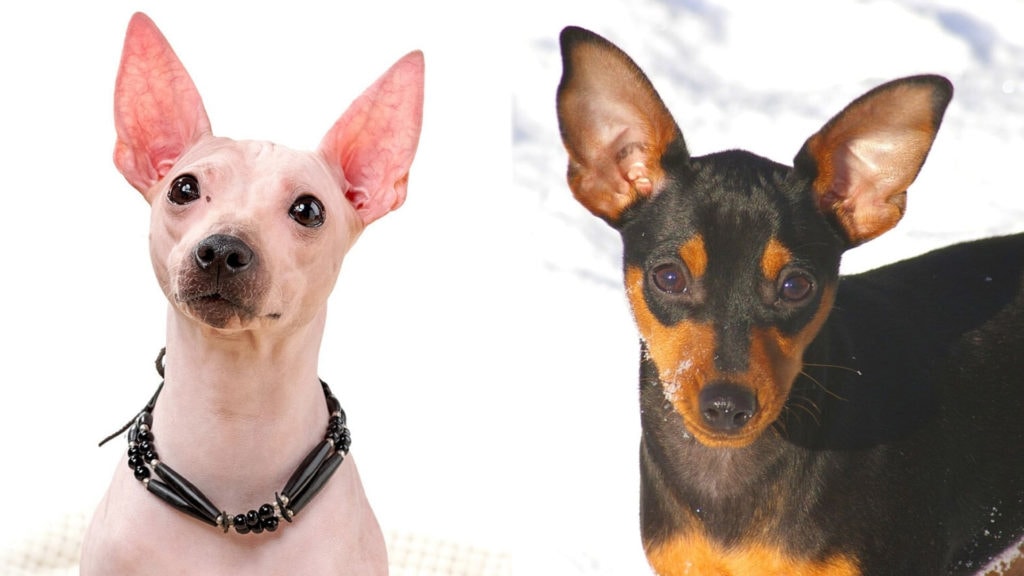 are pig ears bad for a miniature pinscher