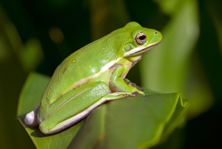 Are Green Tree Frogs Nocturnal? 