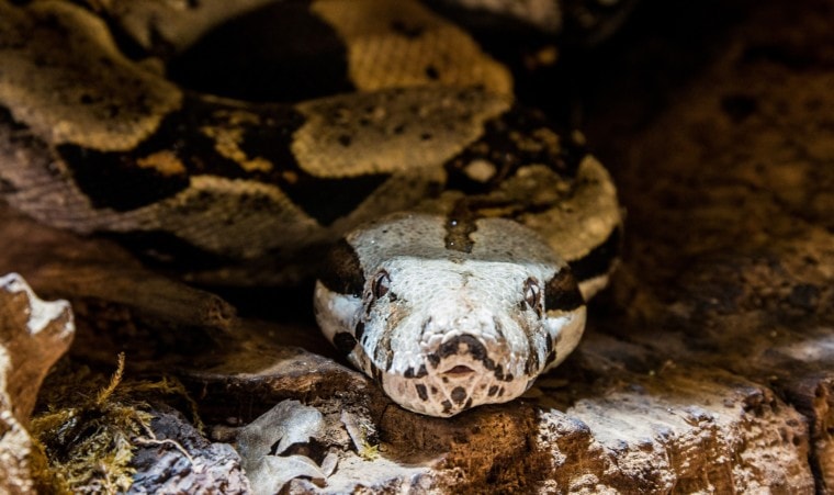 Anaconda under a rock