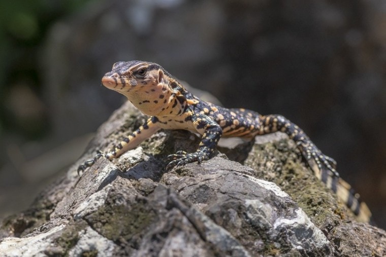 Asian Water Monitor on a rock