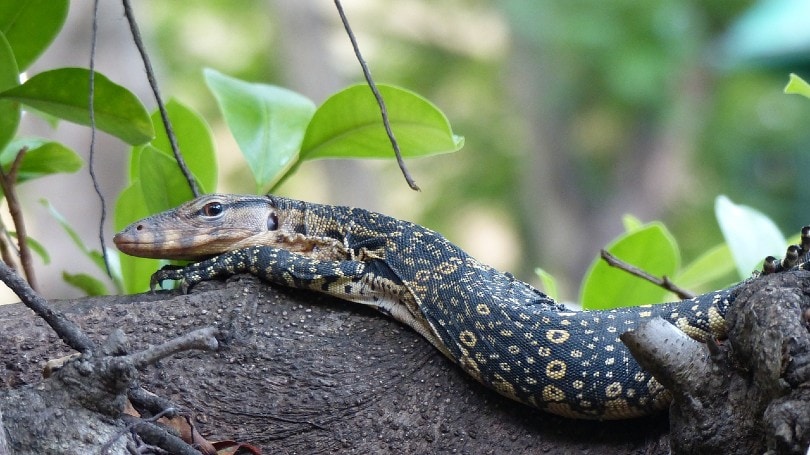Asian Water Monitor on a tree branch