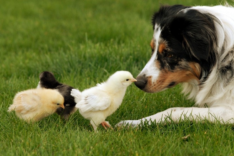 Australian Shepherd dog playing with chicks