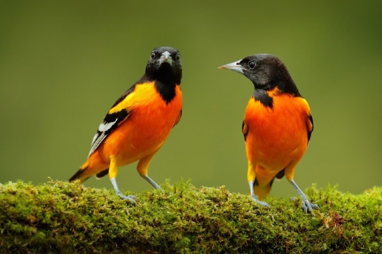 Baltimore Oriole birds in a tropical forest