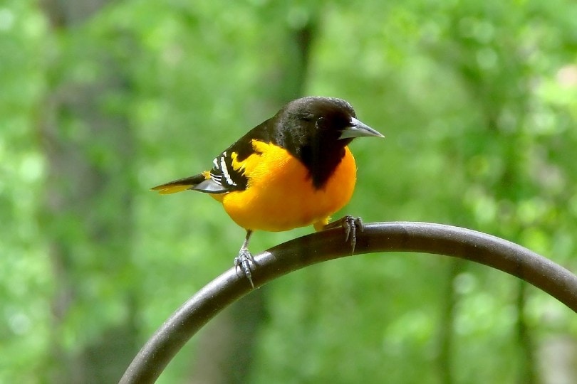 Baltimore Oriole on a fence