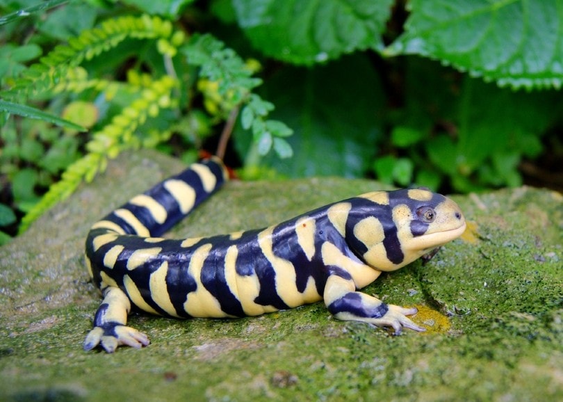 8 Best Pet Salamander & Newt Species (With Pictures) | Pet Keen