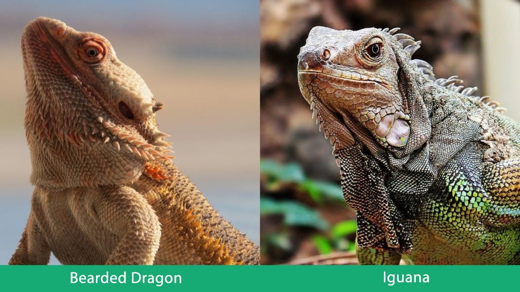 Bearded Dragon vs Iguana