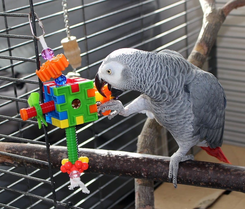 Bird Playing Toy