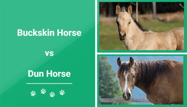 Buckskin vs Dun Horse - Featured Image