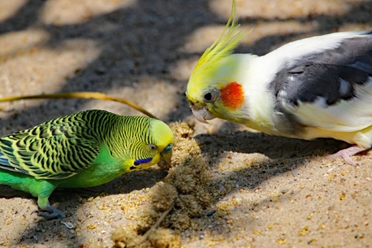 Budgie and cockatiel eating together