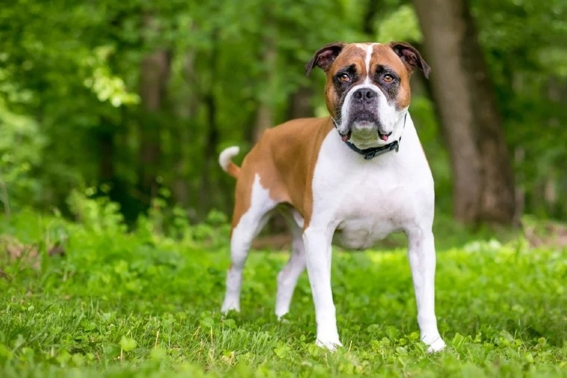20 Popular Boxer Mixes (with Pictures) (With Pictures) | Pet Keen