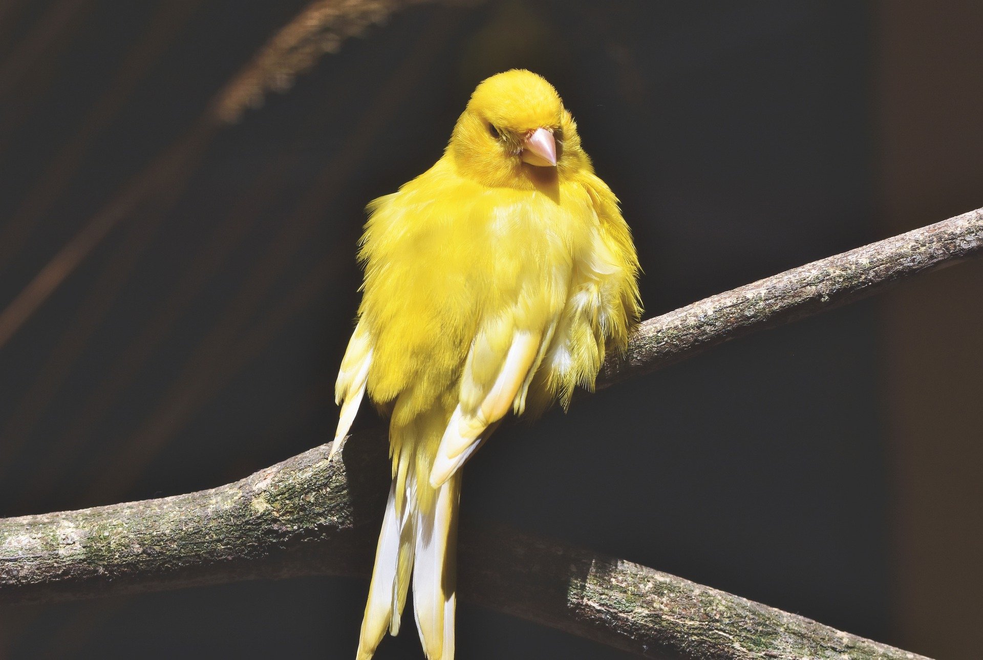 Top Pet Birds for Novices (2022) Canaries