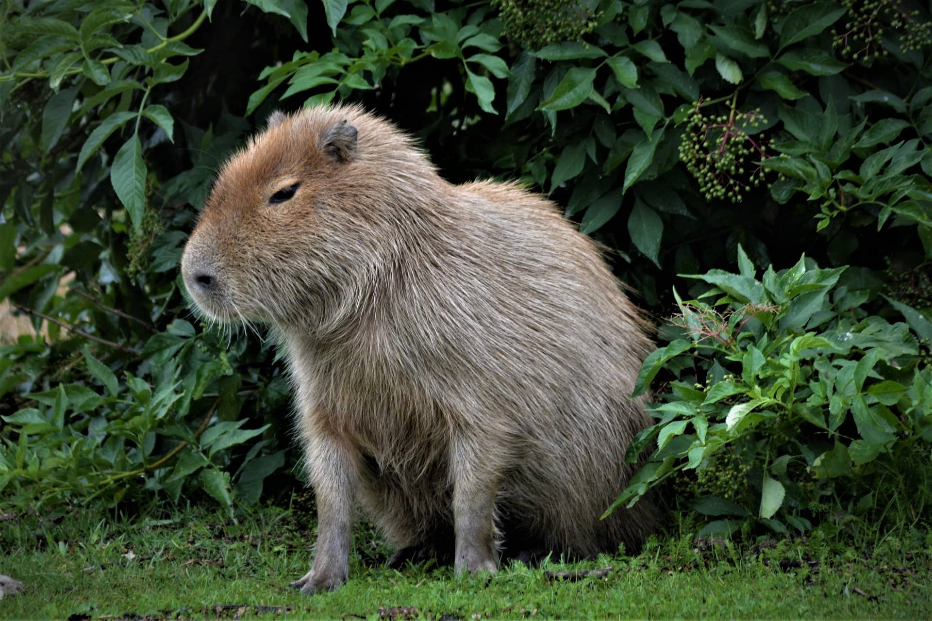 Do Capybaras Make Great Pets? What You Need to Know! | Pet Keen
