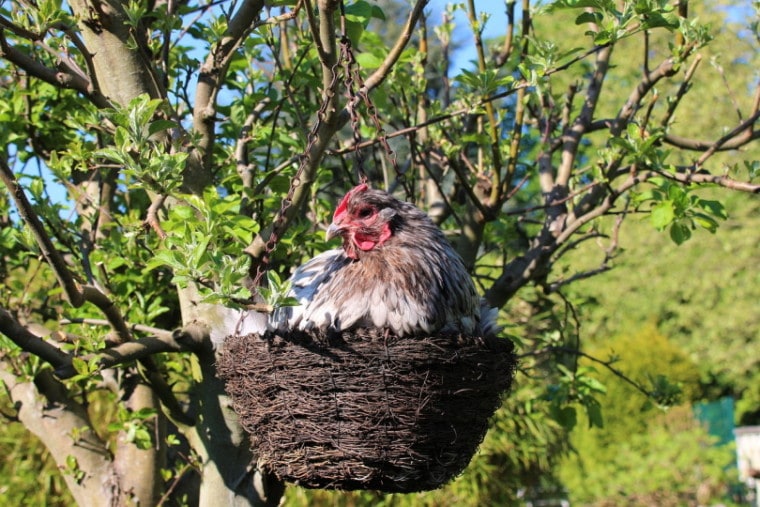 Chicken laying eggs in a nest