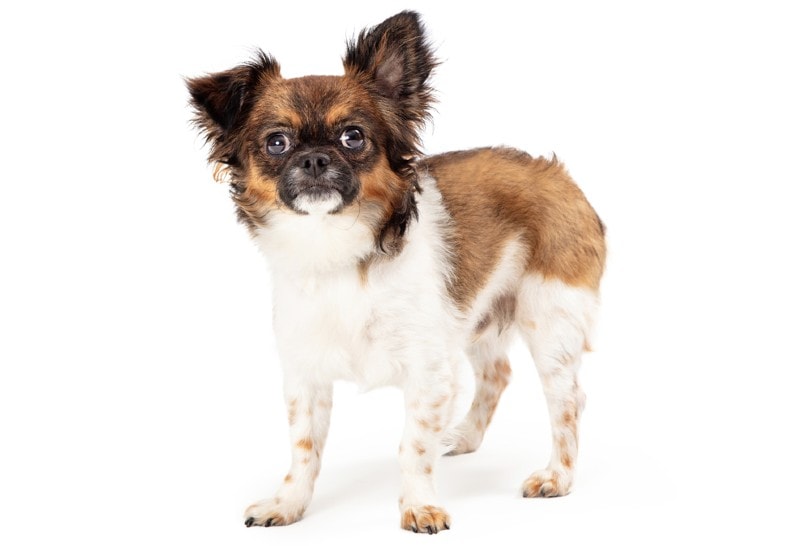 Chion (Papillon & Chihuahua Mix): Guide, Pictures, Info, Care & More! Pet Keen