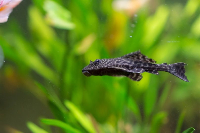 10 Types of Plecos That Stay Small (with Pictures) | Pet Keen