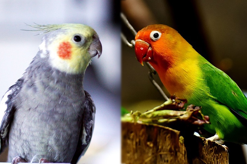 Can Cockatiels And Lovebirds Live Together 