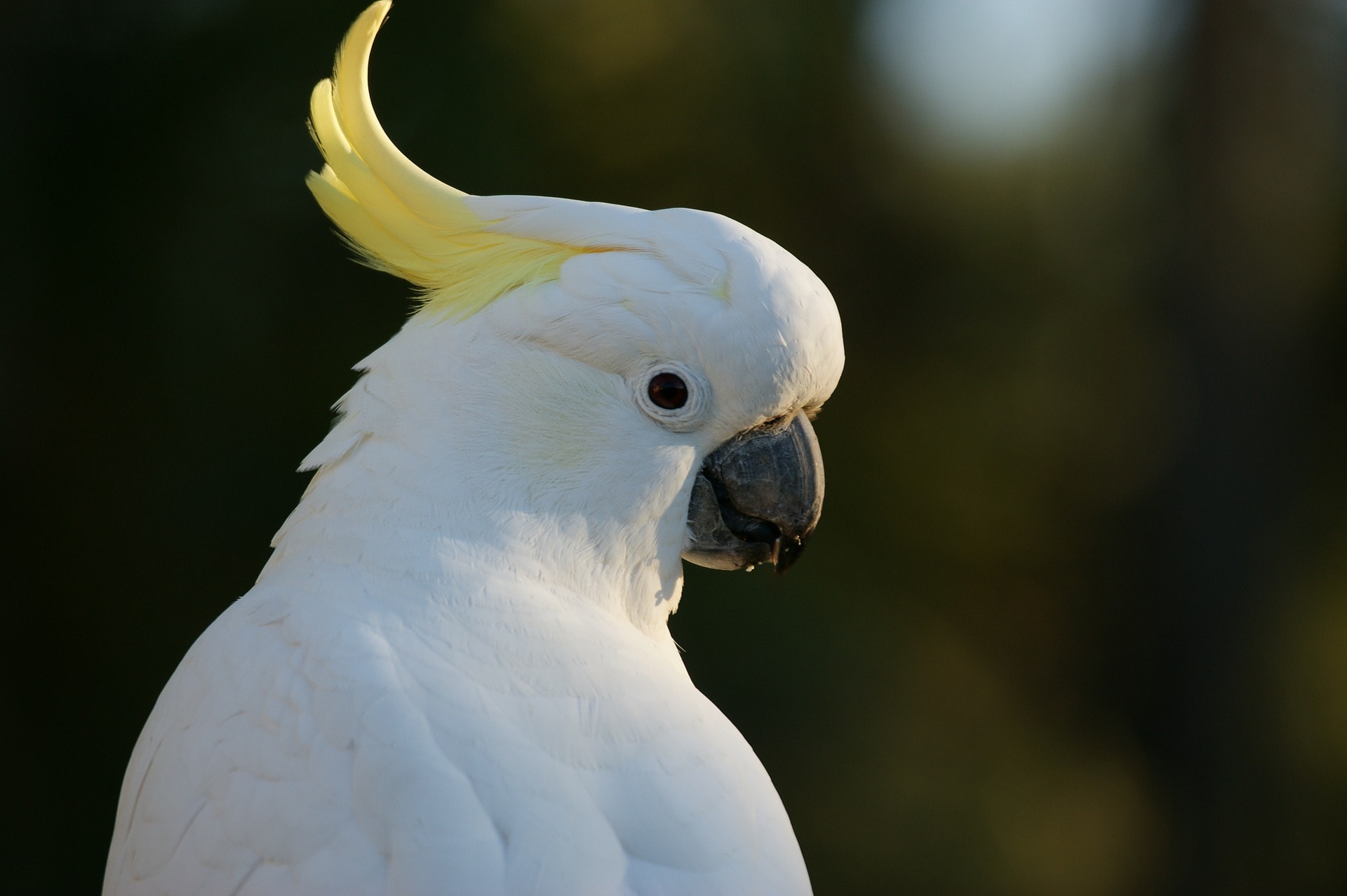 Cockatoo side profile