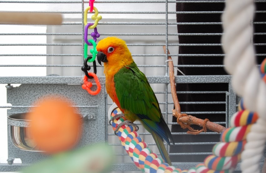 Conure Bird with Toy
