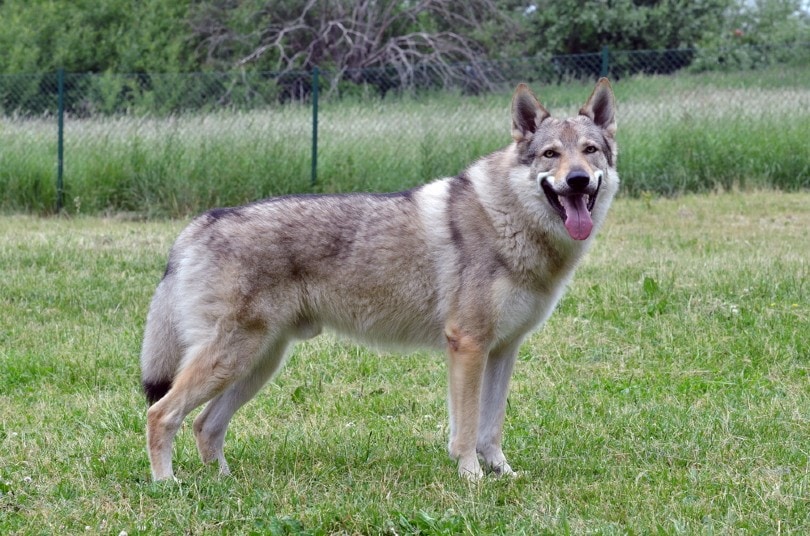 Czechoslovakian Wolfdog standing outdoor